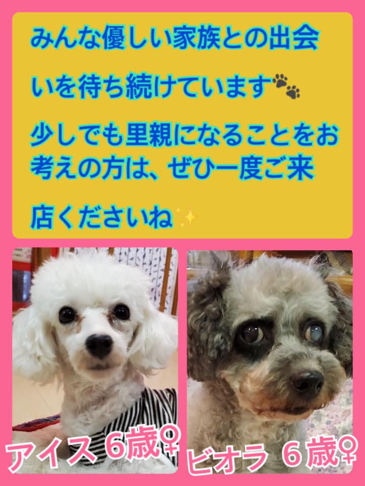 🐾今日の里親様募集中ワンコ🐶メンバーです🐾2020,7,6